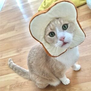 Meet your Posher, SPet